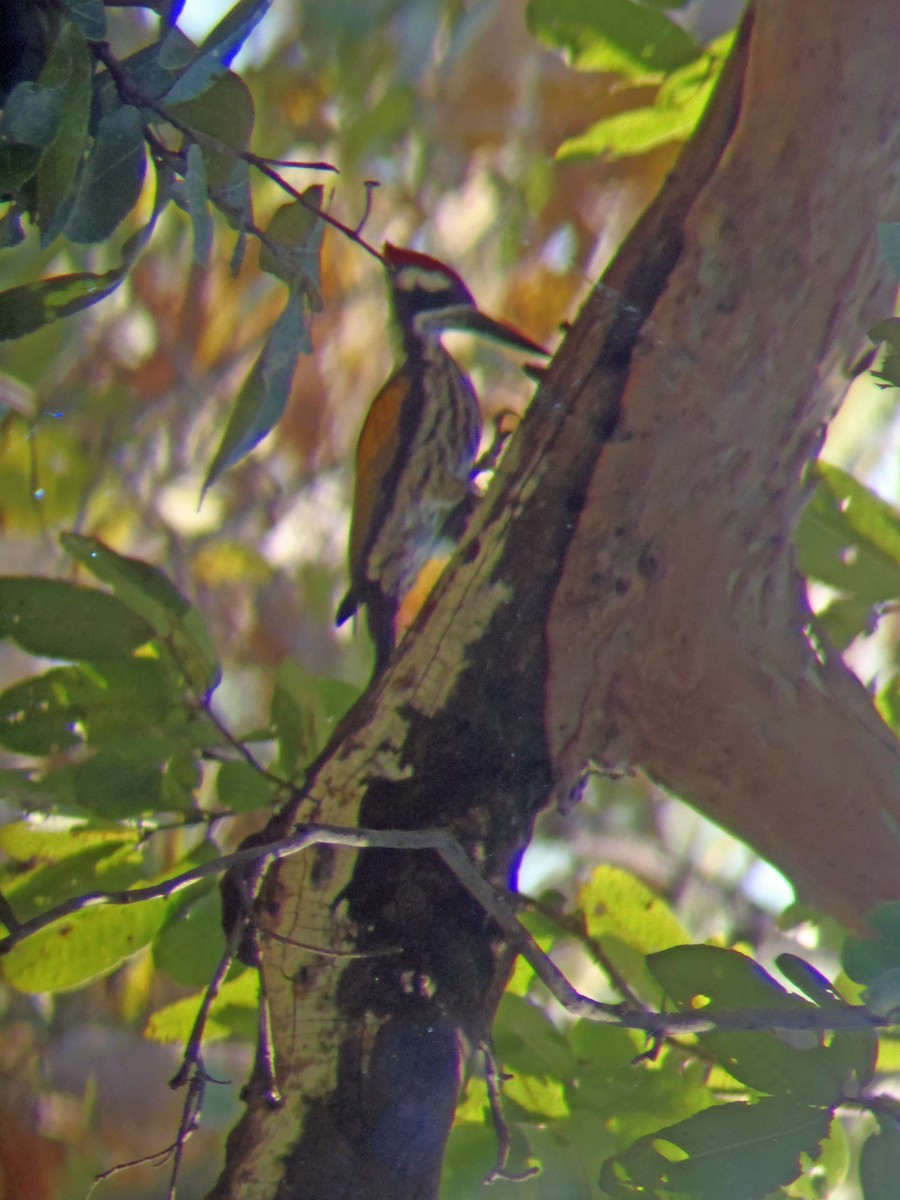 White-naped Woodpecker - ML204535201