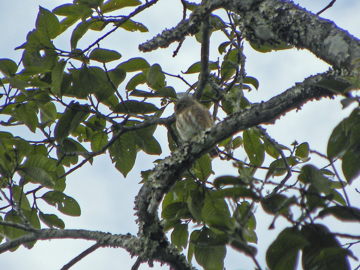 Collared Owlet - Ante Strand