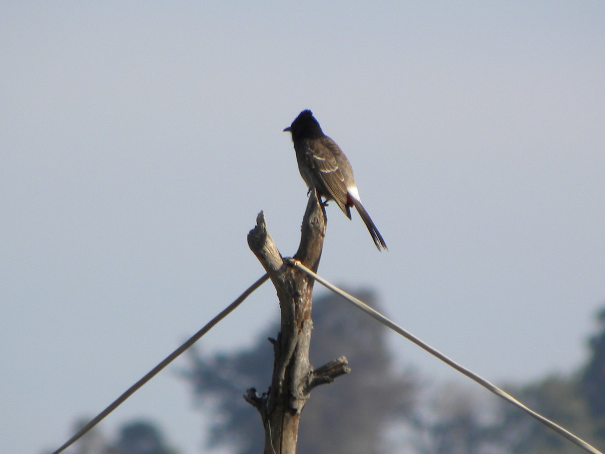 Red-vented Bulbul - ML204535291