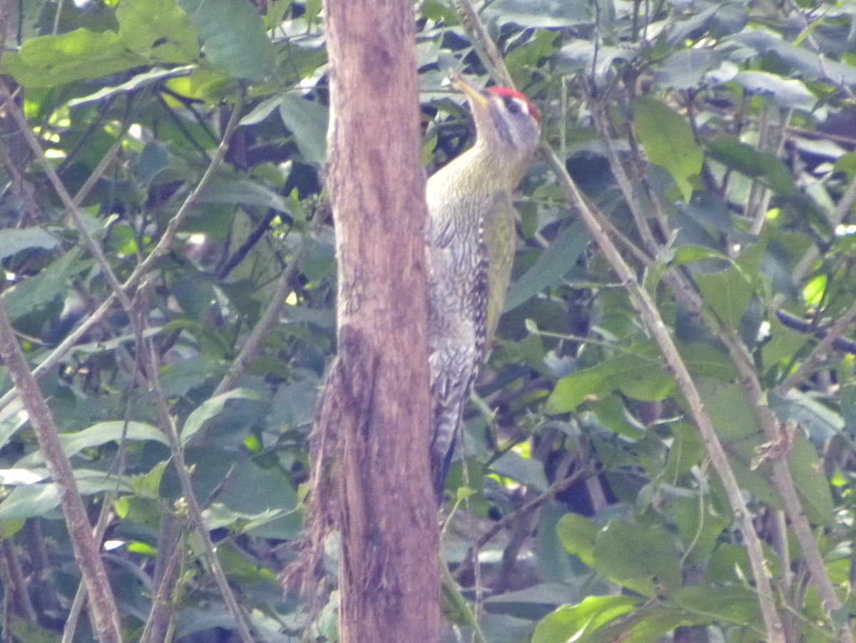 Streak-throated Woodpecker - ML204535331