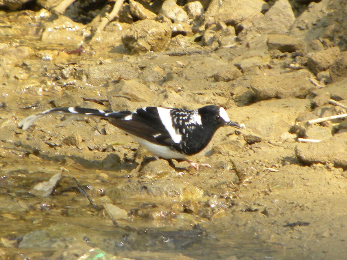 Spotted Forktail - ML204535361