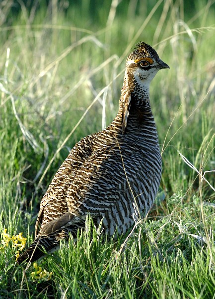 Lesser Prairie-Chicken - Erik Breden