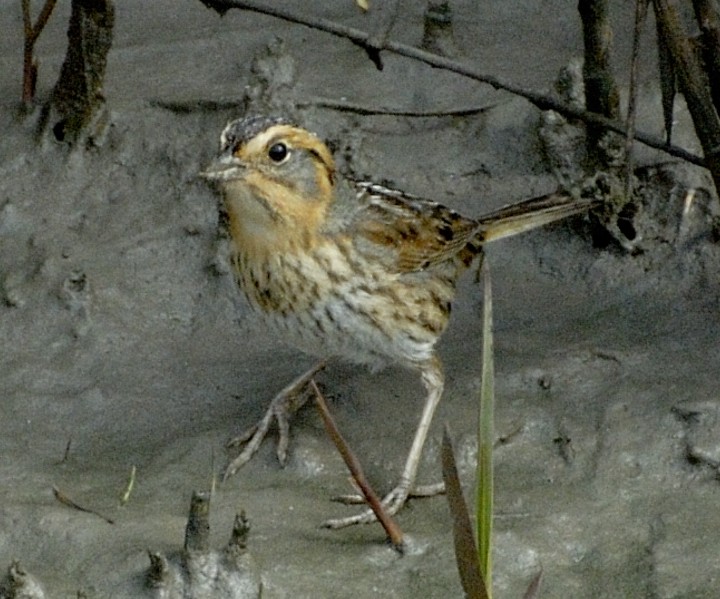 Nelson's Sparrow - Erik Breden