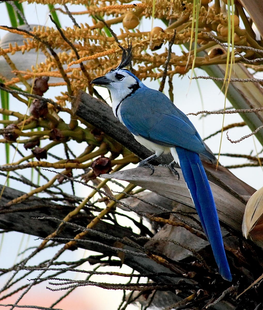 White-throated Magpie-Jay - DANNIE POLLEY