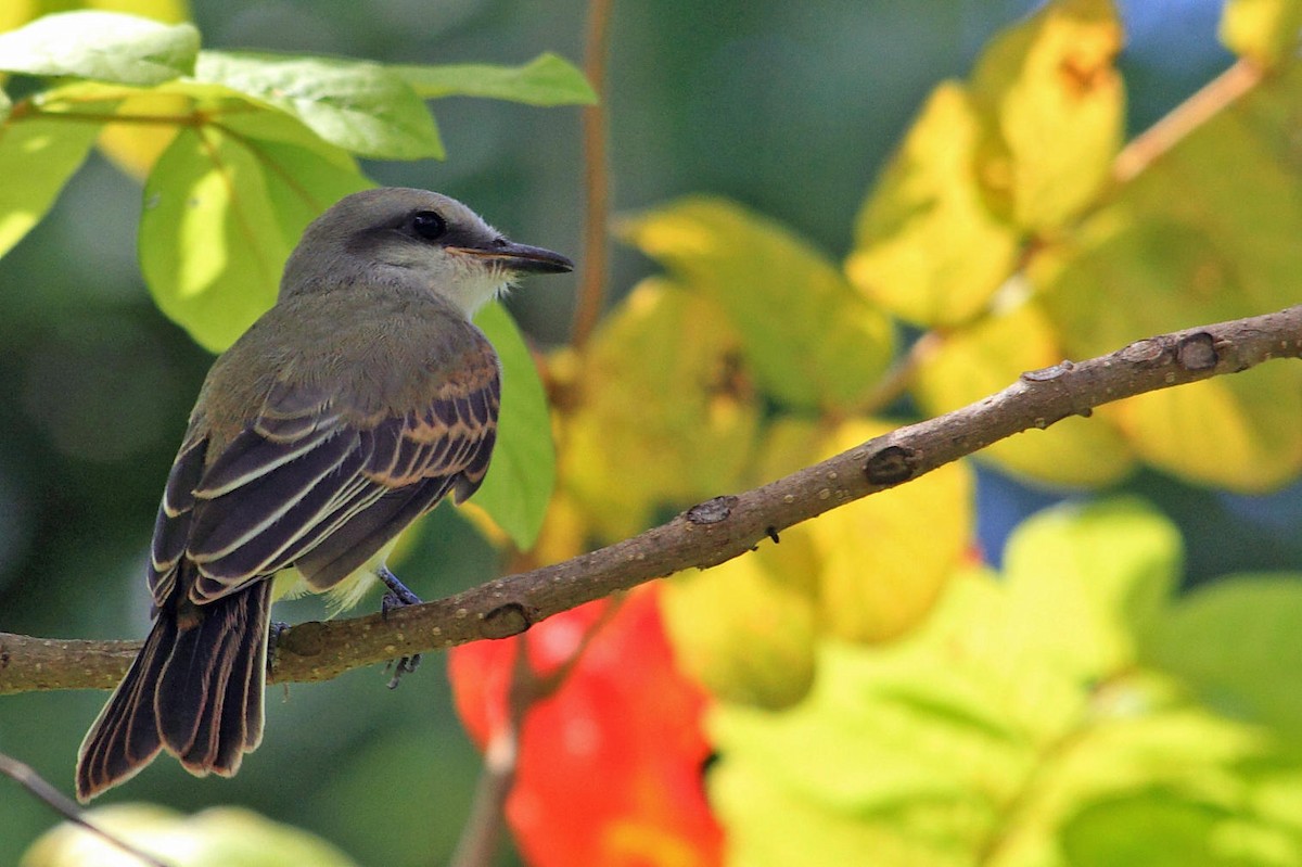 Tropical Kingbird - DANNIE POLLEY