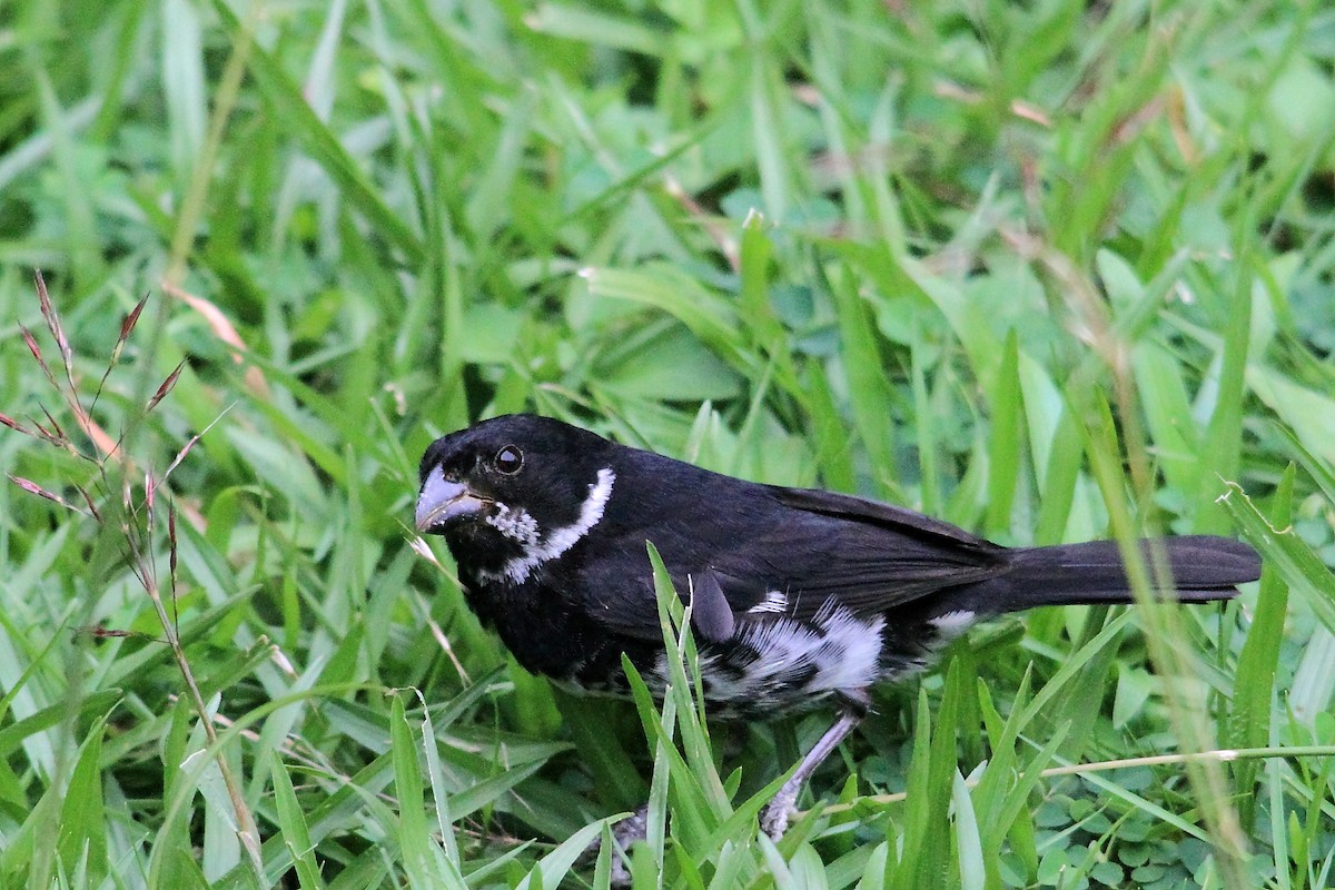 Variable Seedeater (Variable) - DANNIE POLLEY