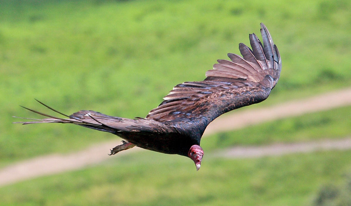 Turkey Vulture - DANNIE POLLEY