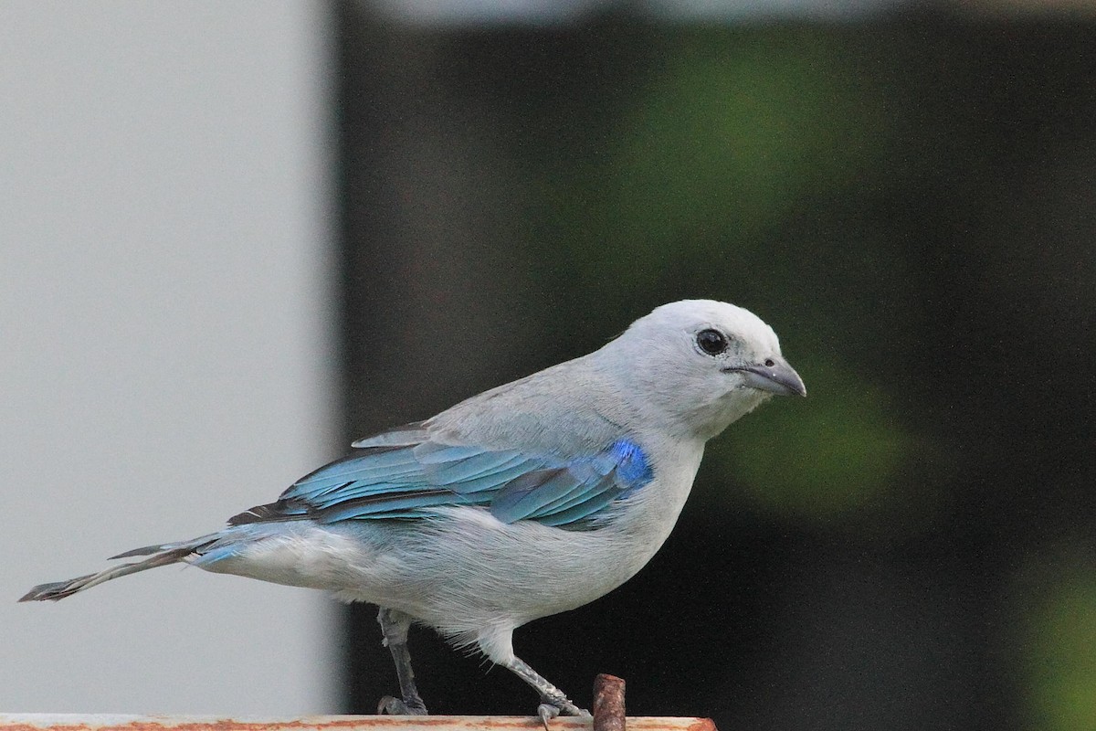 Blue-gray Tanager (Blue-gray) - ML204535661