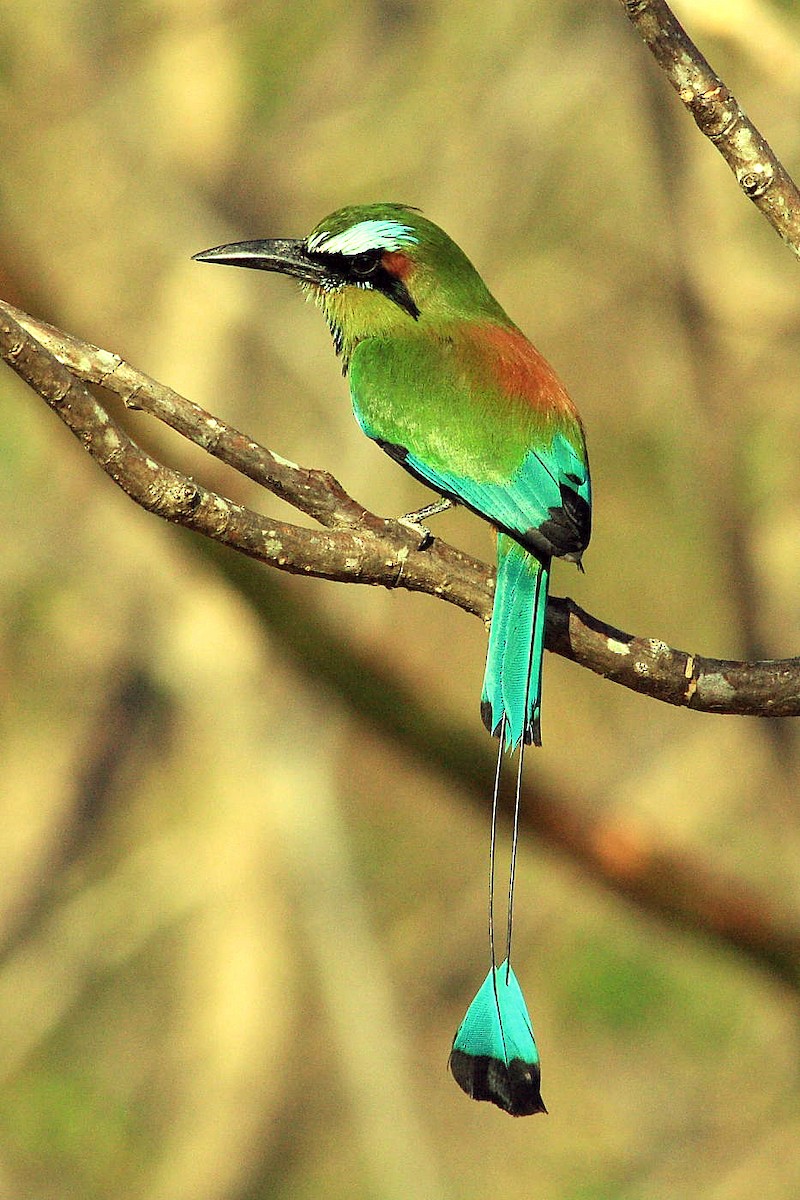 Turquoise-browed Motmot - DANNIE POLLEY