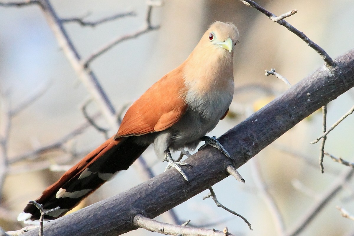 Squirrel Cuckoo (Middle America) - DANNIE POLLEY