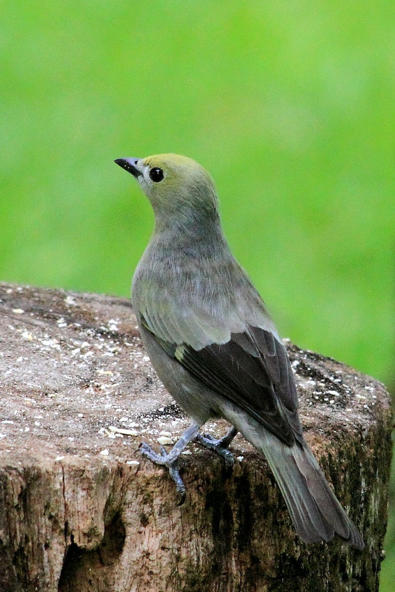 Palm Tanager - DANNIE POLLEY