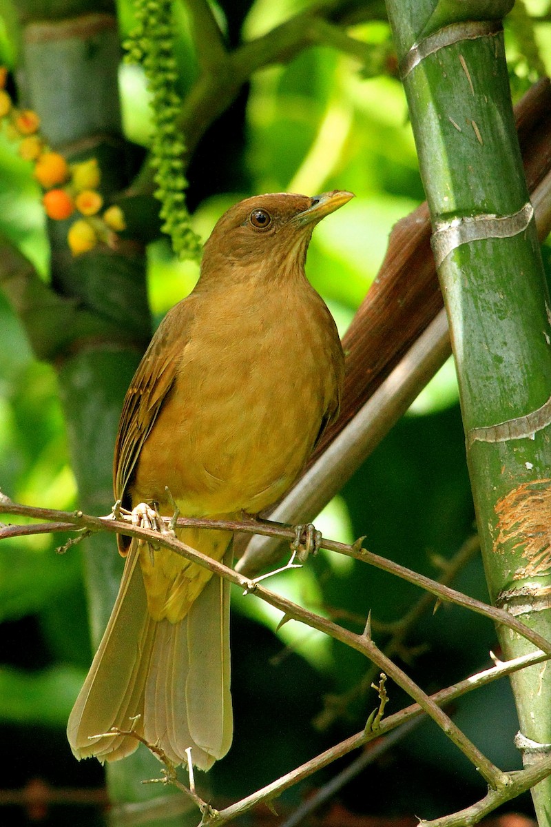 Clay-colored Thrush - DANNIE POLLEY