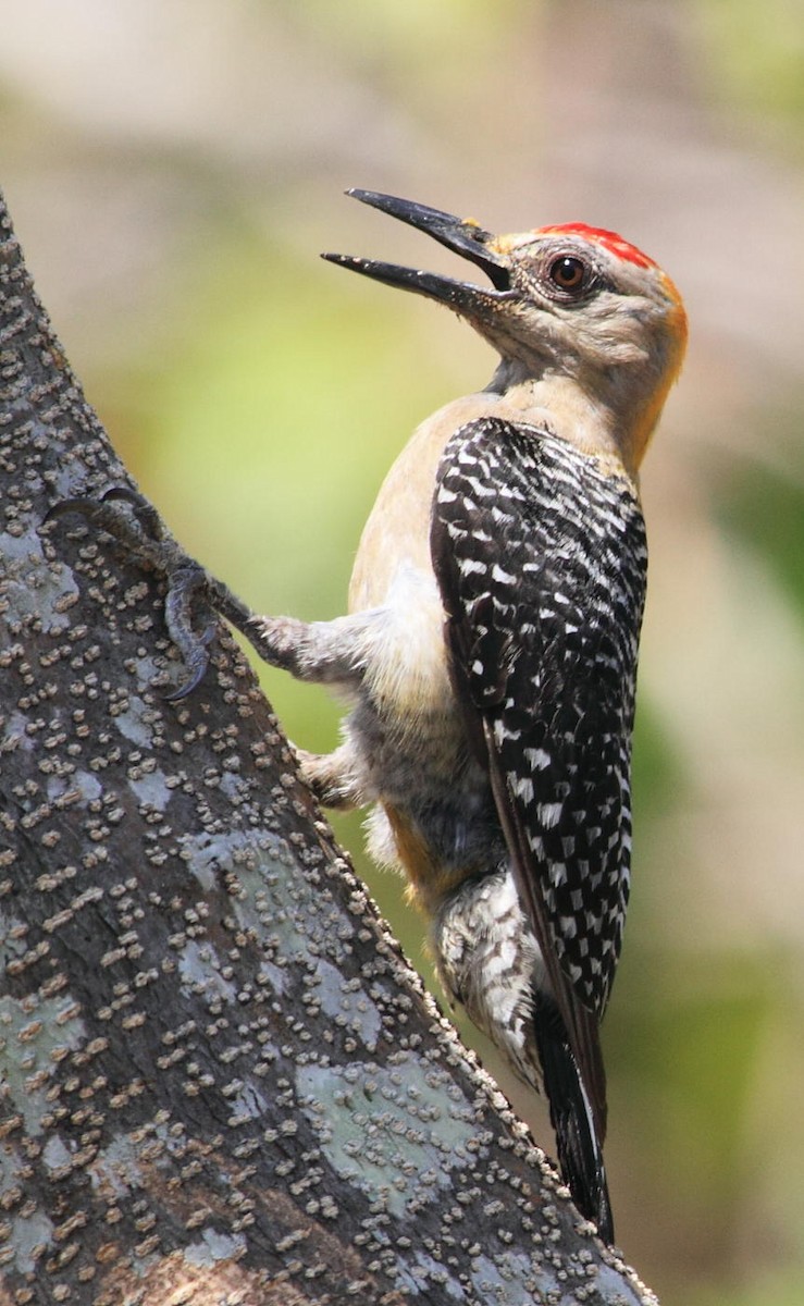 Hoffmann's Woodpecker - DANNIE POLLEY