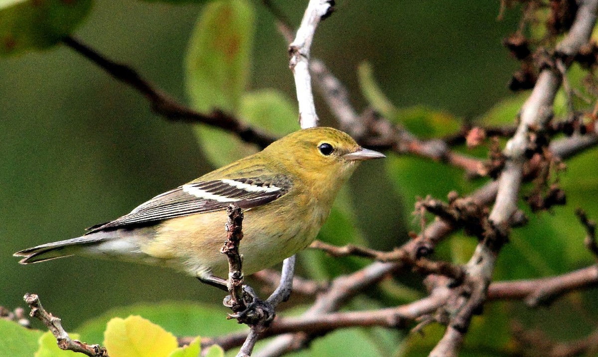 Bay-breasted Warbler - ML204535881