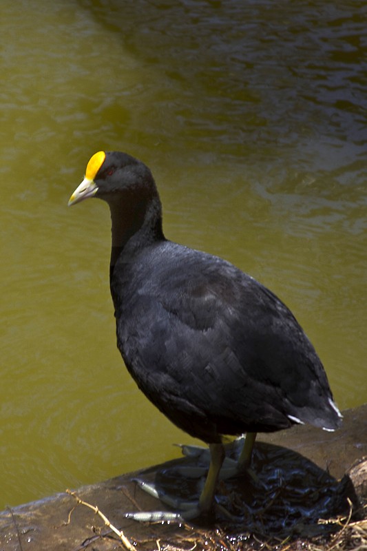 White-winged Coot - DANNIE POLLEY