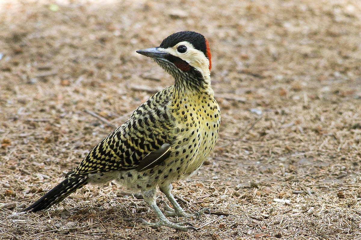 Green-barred Woodpecker (Golden-breasted) - DANNIE POLLEY