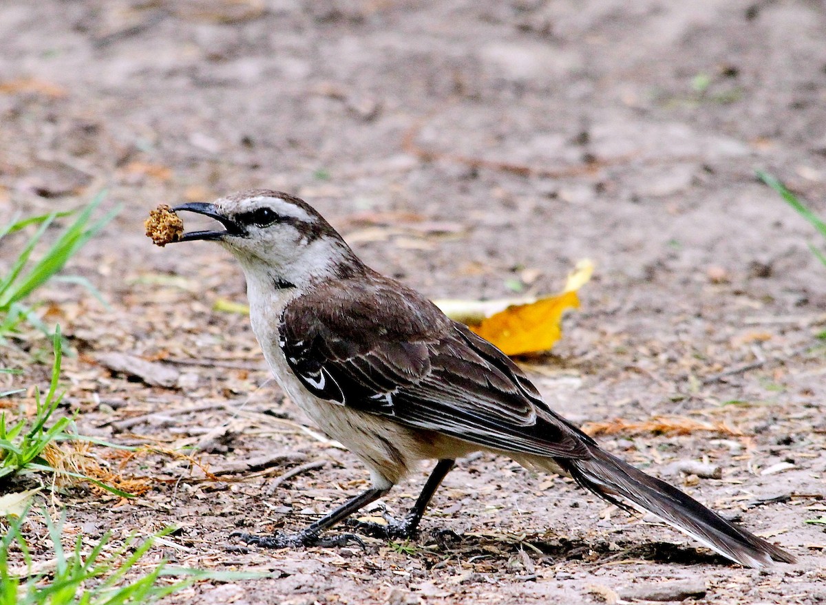Chalk-browed Mockingbird - DANNIE POLLEY