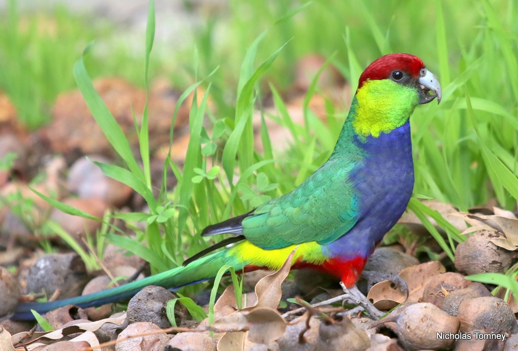 Red-capped Parrot - ML204536691