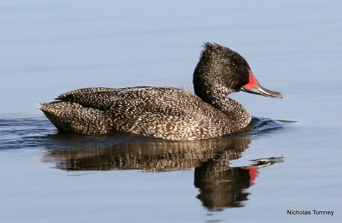 Freckled Duck - ML204536711