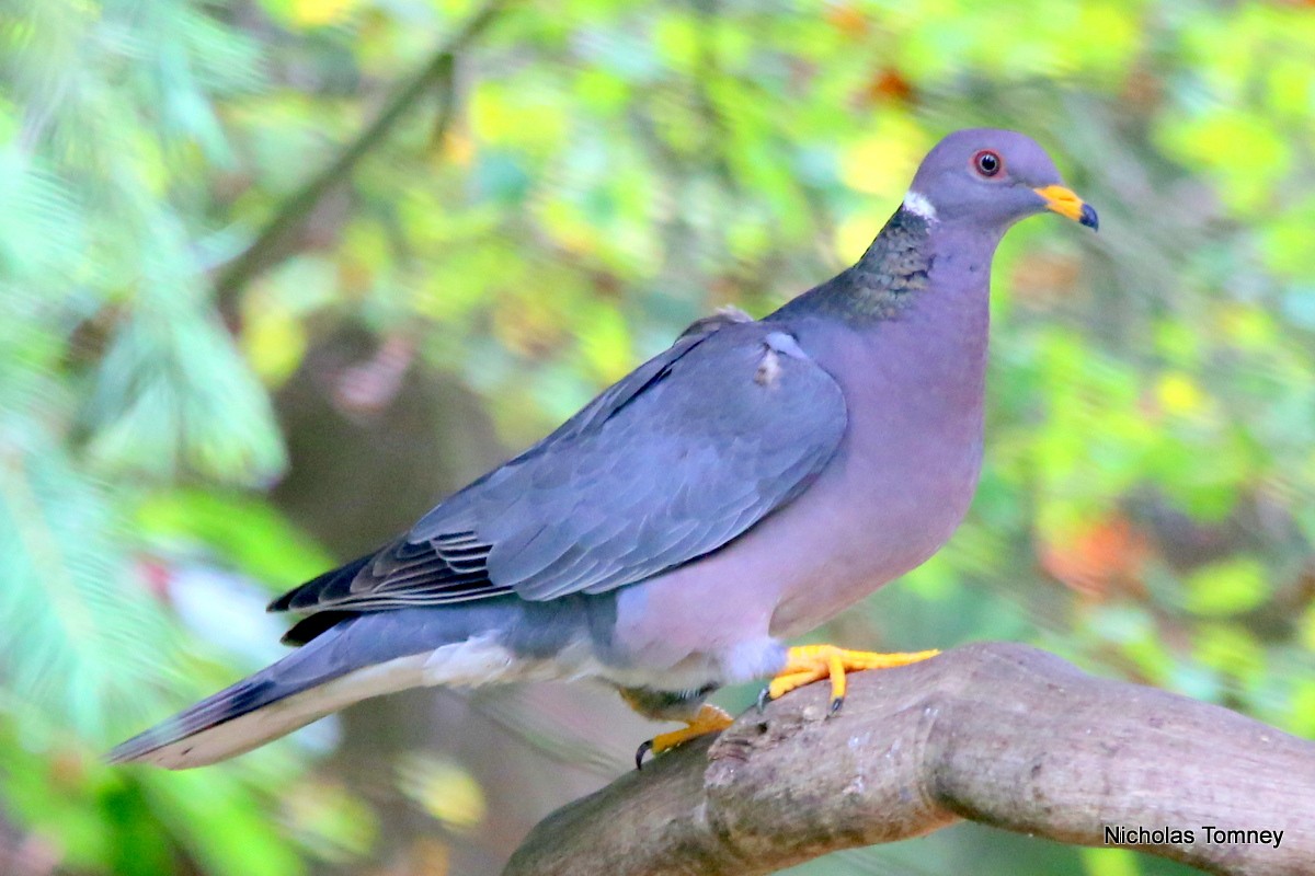 Band-tailed Pigeon (Northern) - Nicholas Tomney