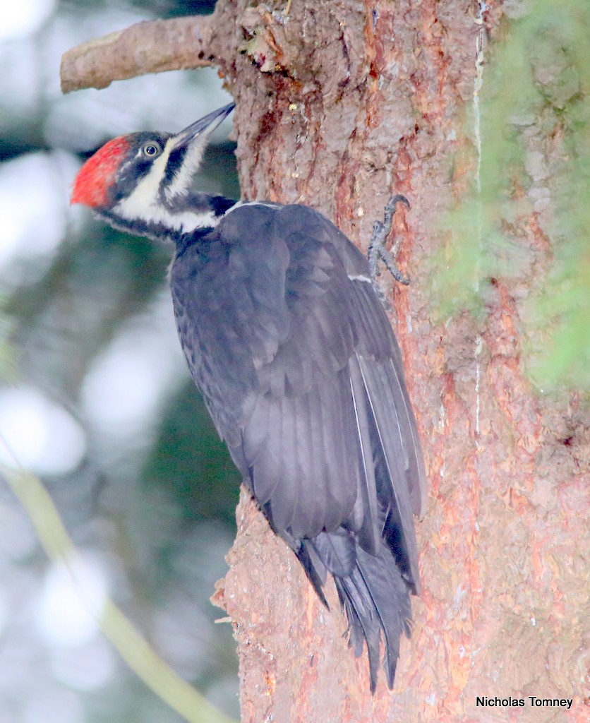 Pileated Woodpecker - Nicholas Tomney