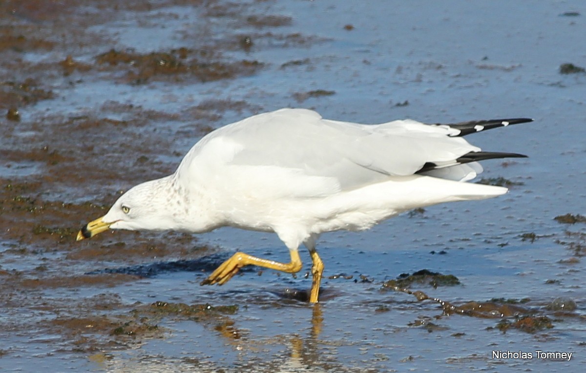 Ring-billed Gull - Nicholas Tomney