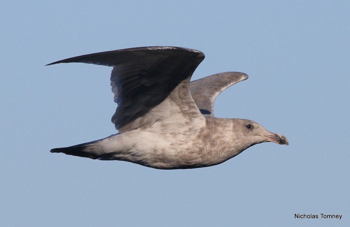 Glaucous-winged Gull - Nicholas Tomney