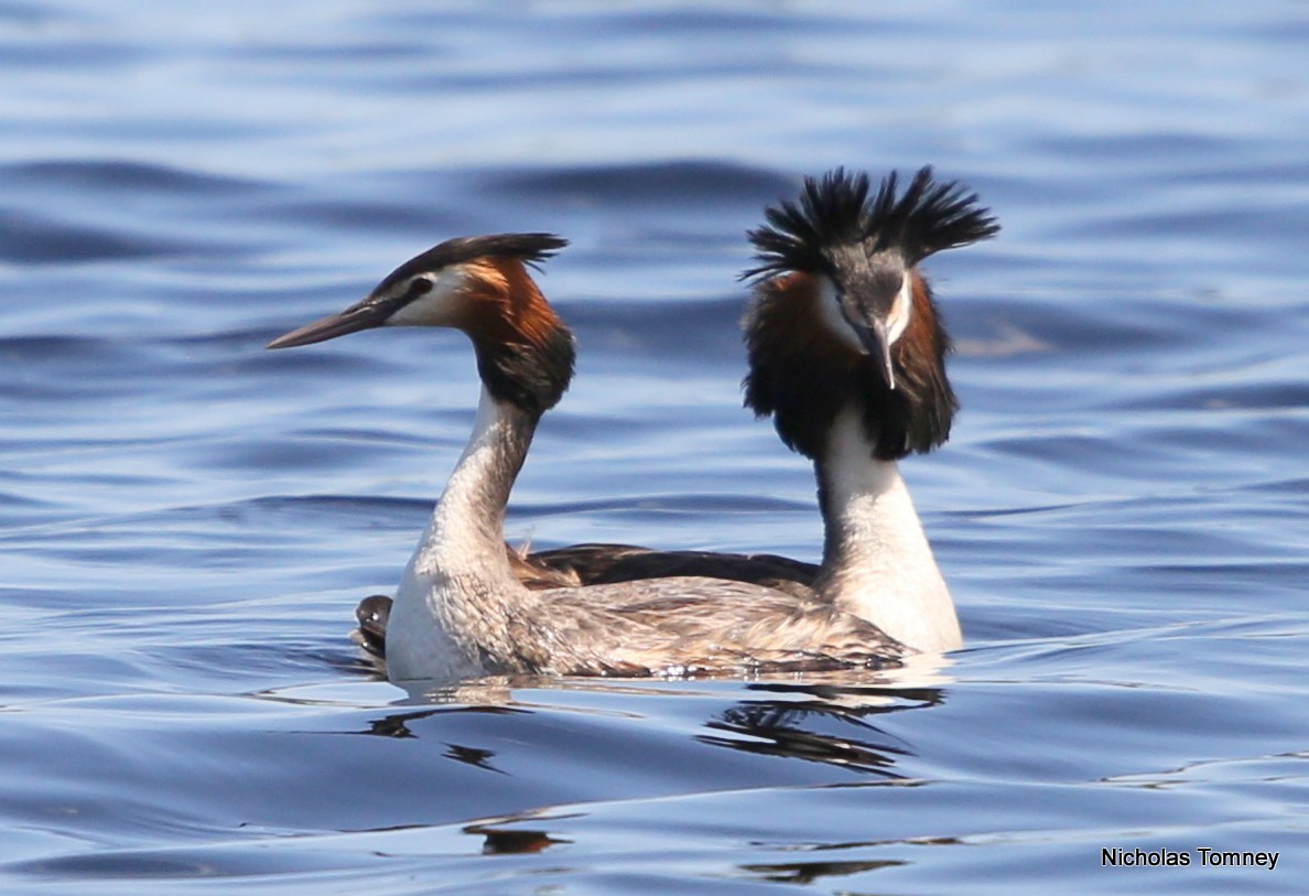 Great Crested Grebe - Nicholas Tomney