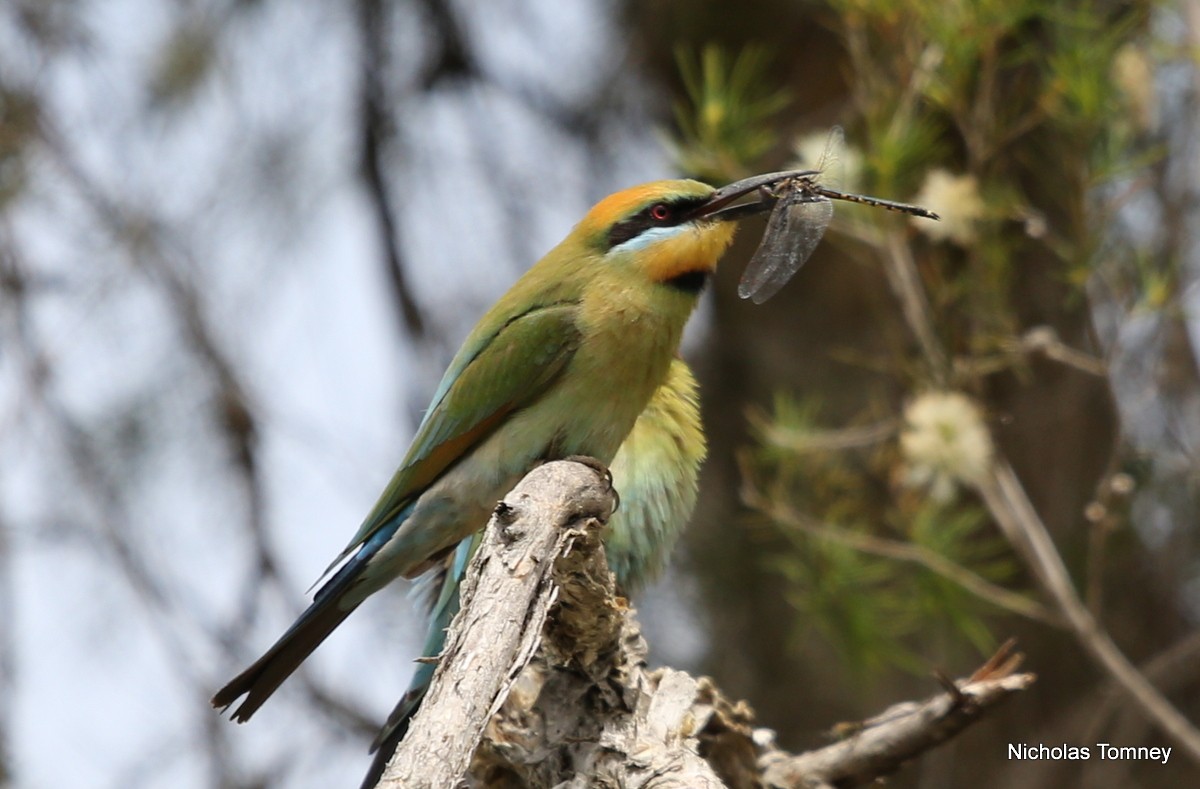 Rainbow Bee-eater - ML204537001