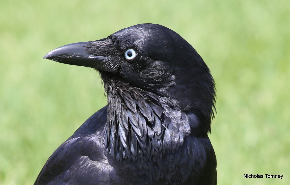 Australian Raven - Nicholas Tomney