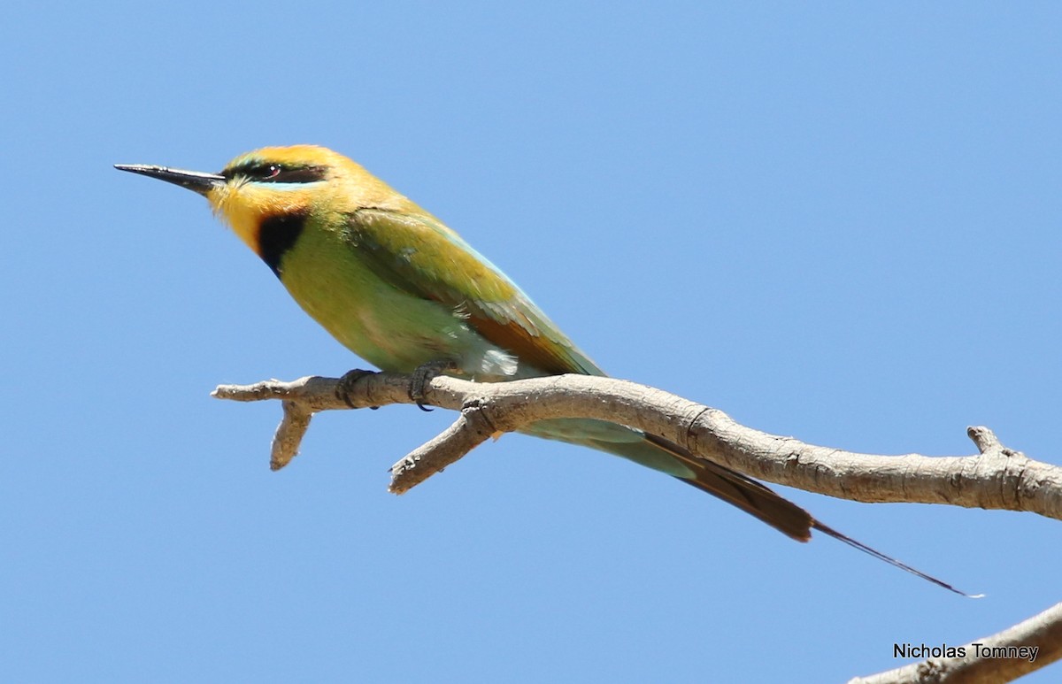 Rainbow Bee-eater - Nicholas Tomney