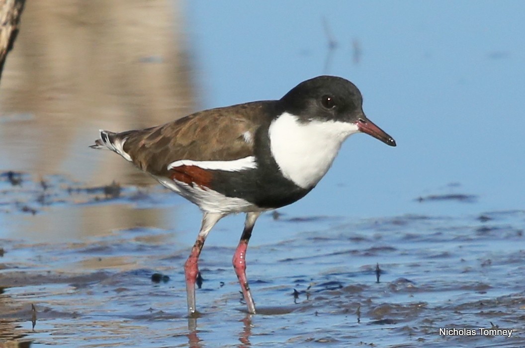 Red-kneed Dotterel - ML204537271