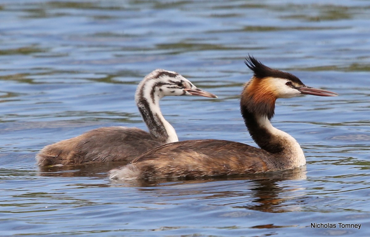 Great Crested Grebe - ML204537421