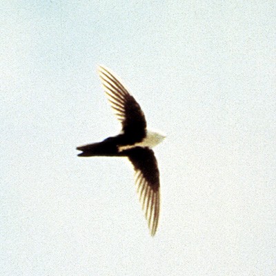 White-throated Swift - Erik Breden