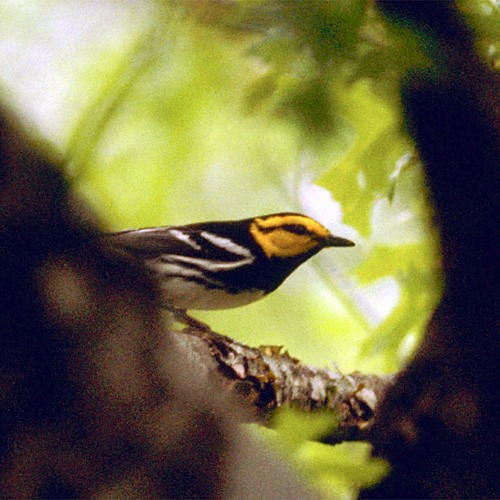 Golden-cheeked Warbler - Erik Breden