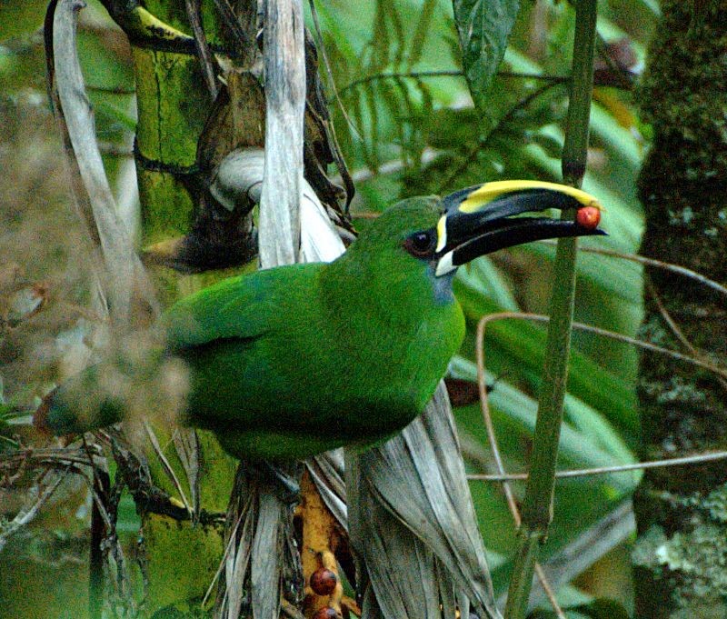 Southern Emerald-Toucanet (Santa Marta) - Erik Breden