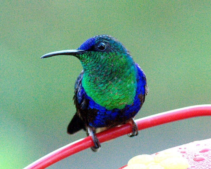 Crowned Woodnymph (Colombian Violet-crowned) - ML204537891