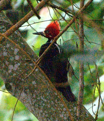 Crimson-crested Woodpecker - ML204537911
