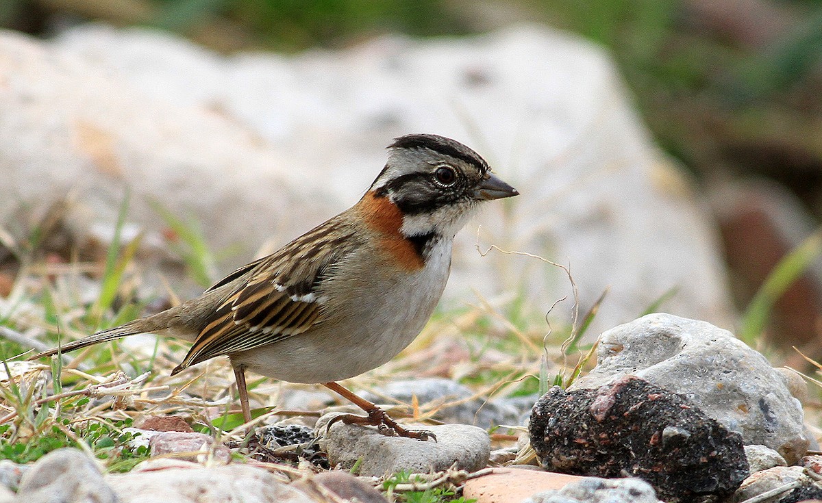Rufous-collared Sparrow - DANNIE POLLEY
