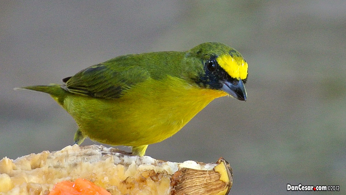 Yellow-throated Euphonia - DANNIE POLLEY