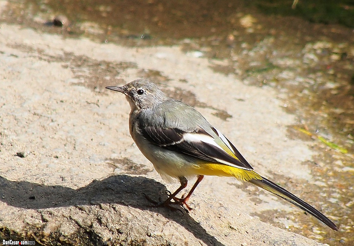 Gray Wagtail - DANNIE POLLEY