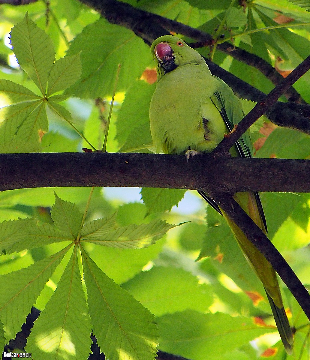 Rose-ringed Parakeet - DANNIE POLLEY