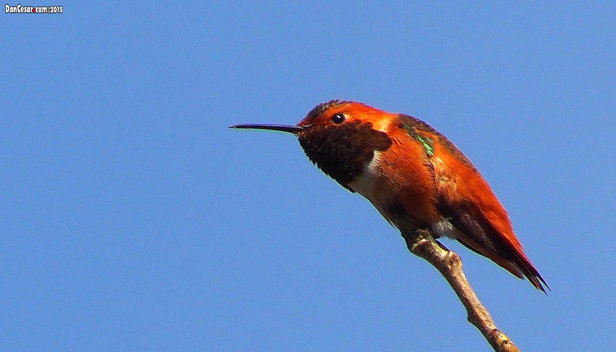 Rufous Hummingbird - DANNIE POLLEY