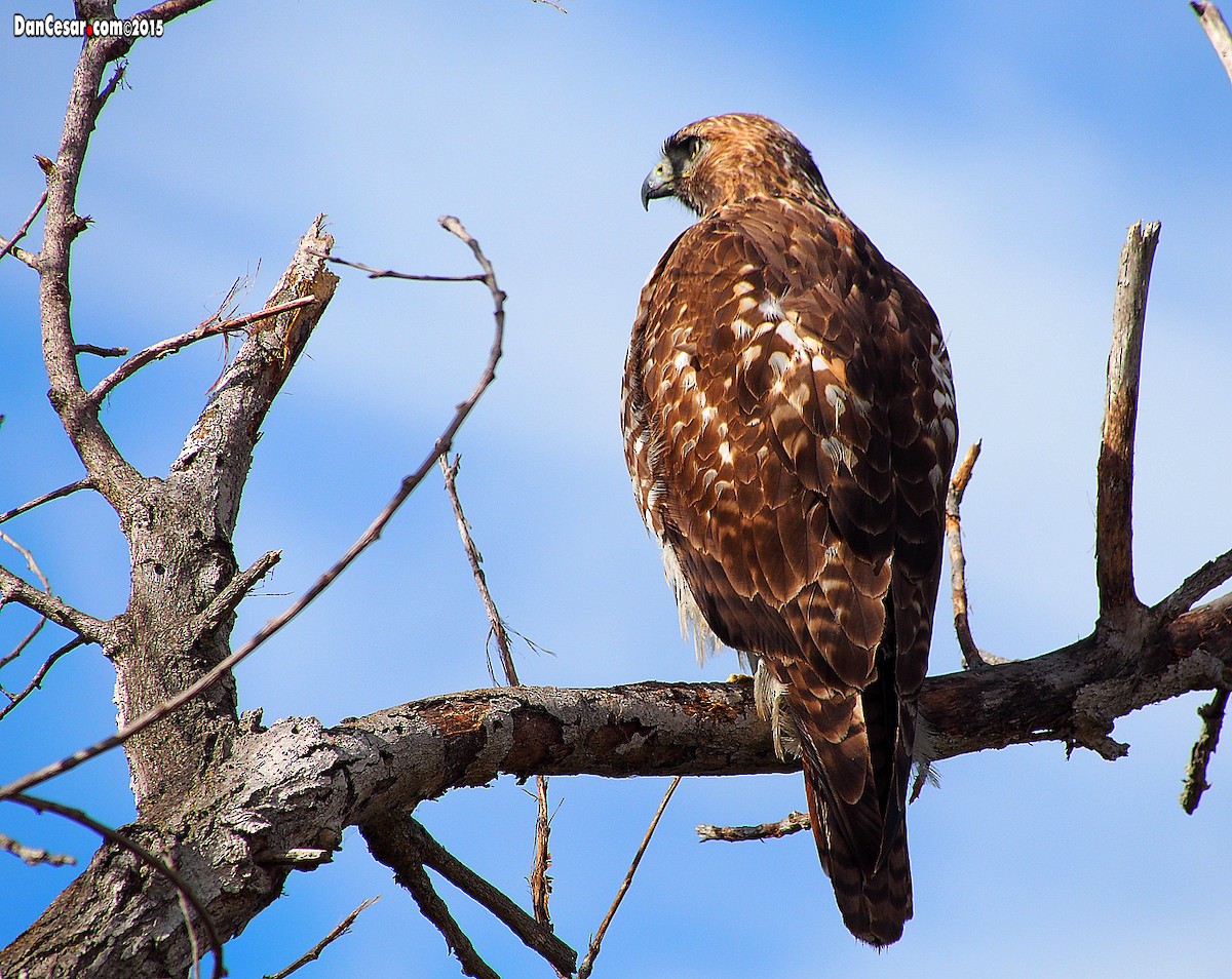 Red-tailed Hawk - DANNIE POLLEY