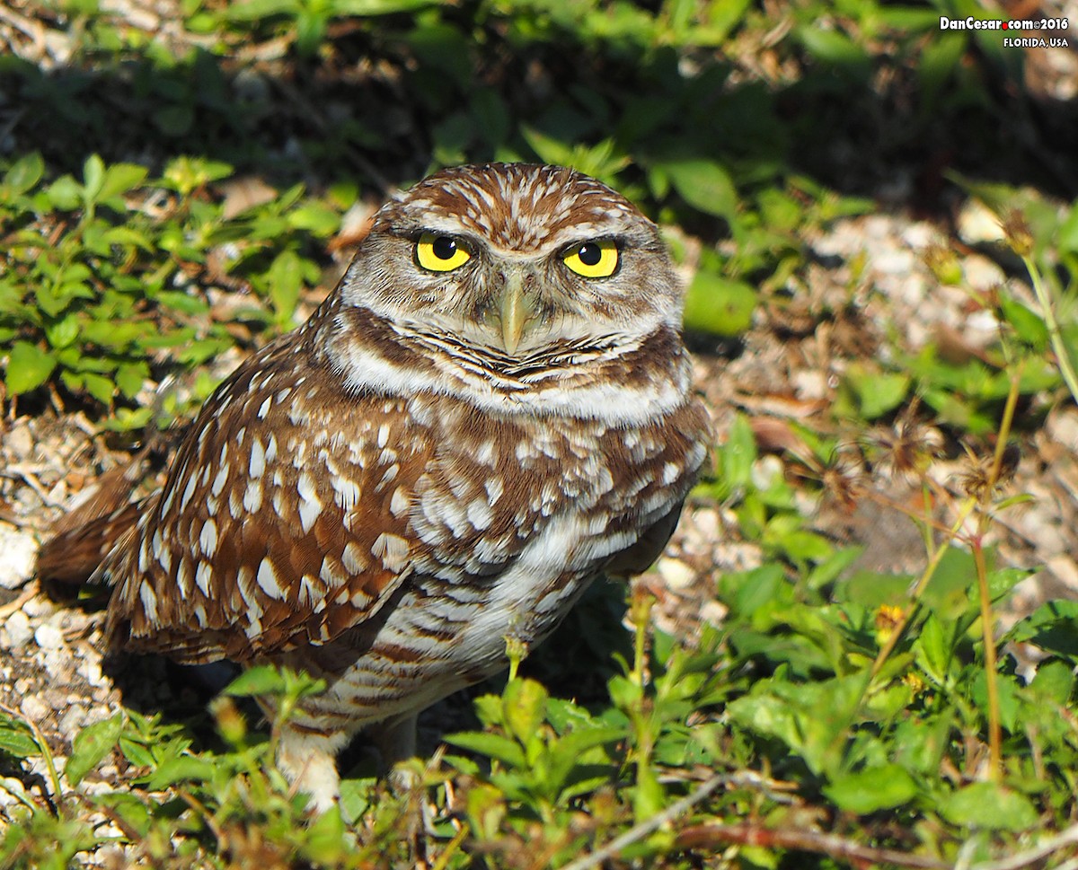 Burrowing Owl - DANNIE POLLEY