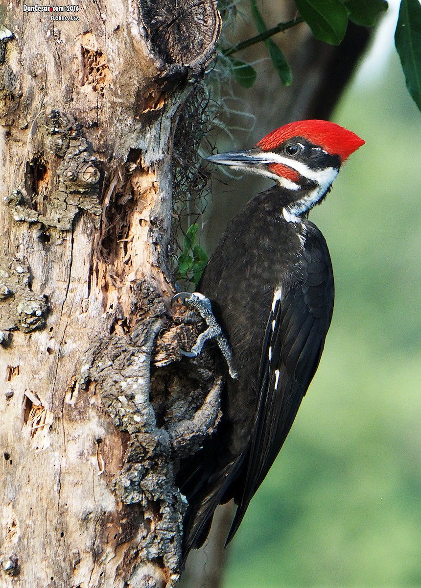 Pileated Woodpecker - DANNIE POLLEY