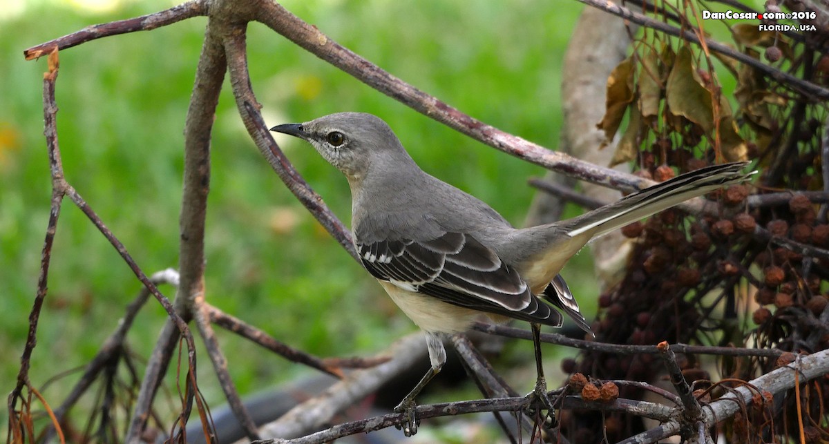 Northern Mockingbird - DANNIE POLLEY