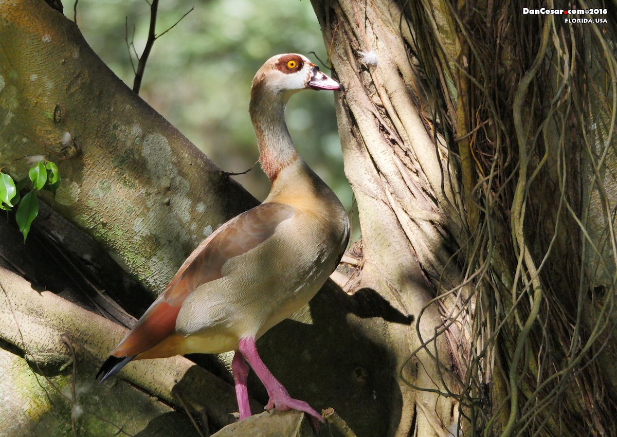 Egyptian Goose - DANNIE POLLEY