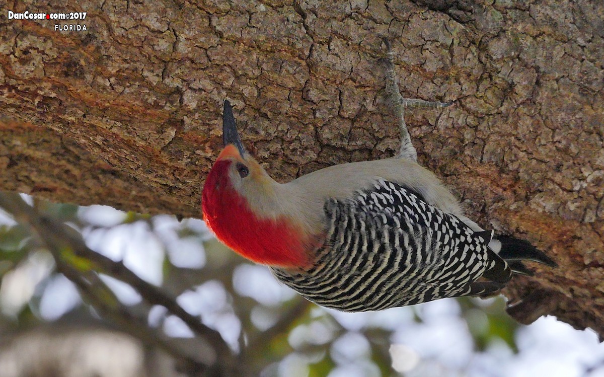 Red-bellied Woodpecker - DANNIE POLLEY