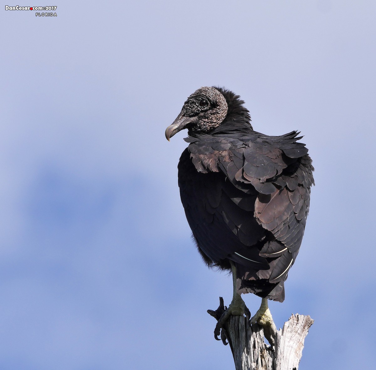 Black Vulture - ML204538461